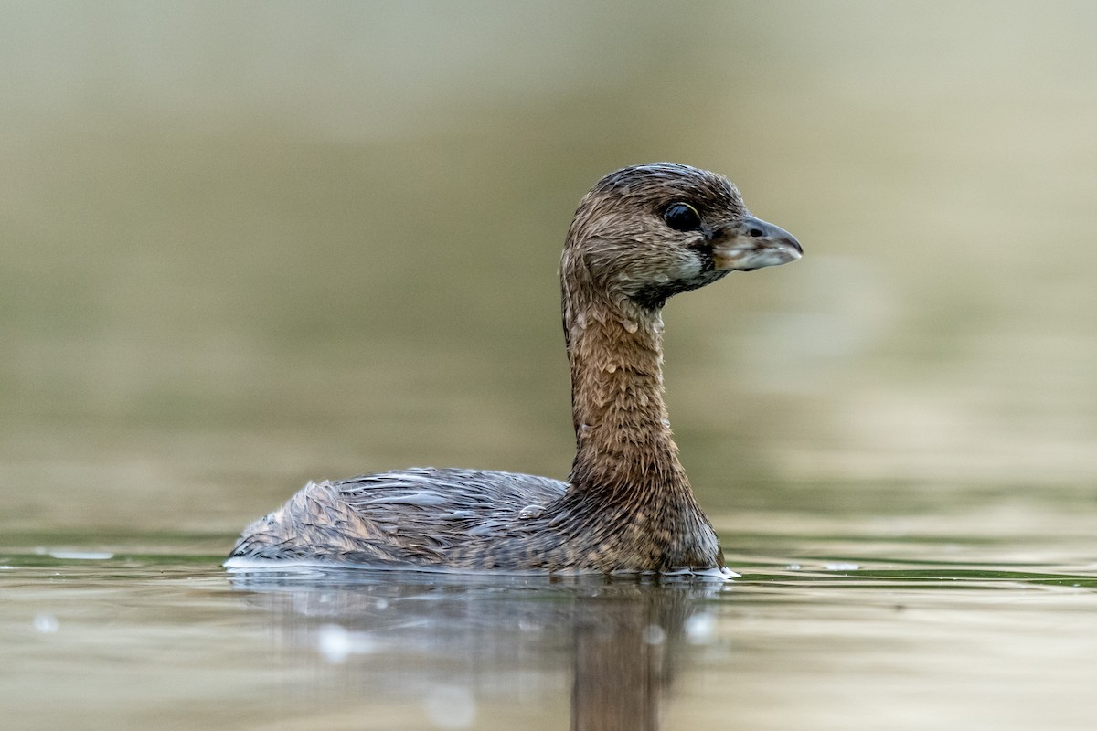 Pied-billed Grebe - ML379808391