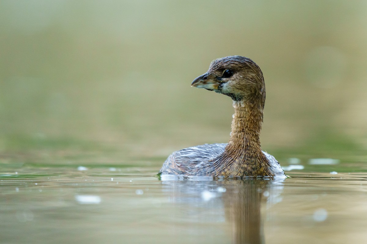 Pied-billed Grebe - ML379808411