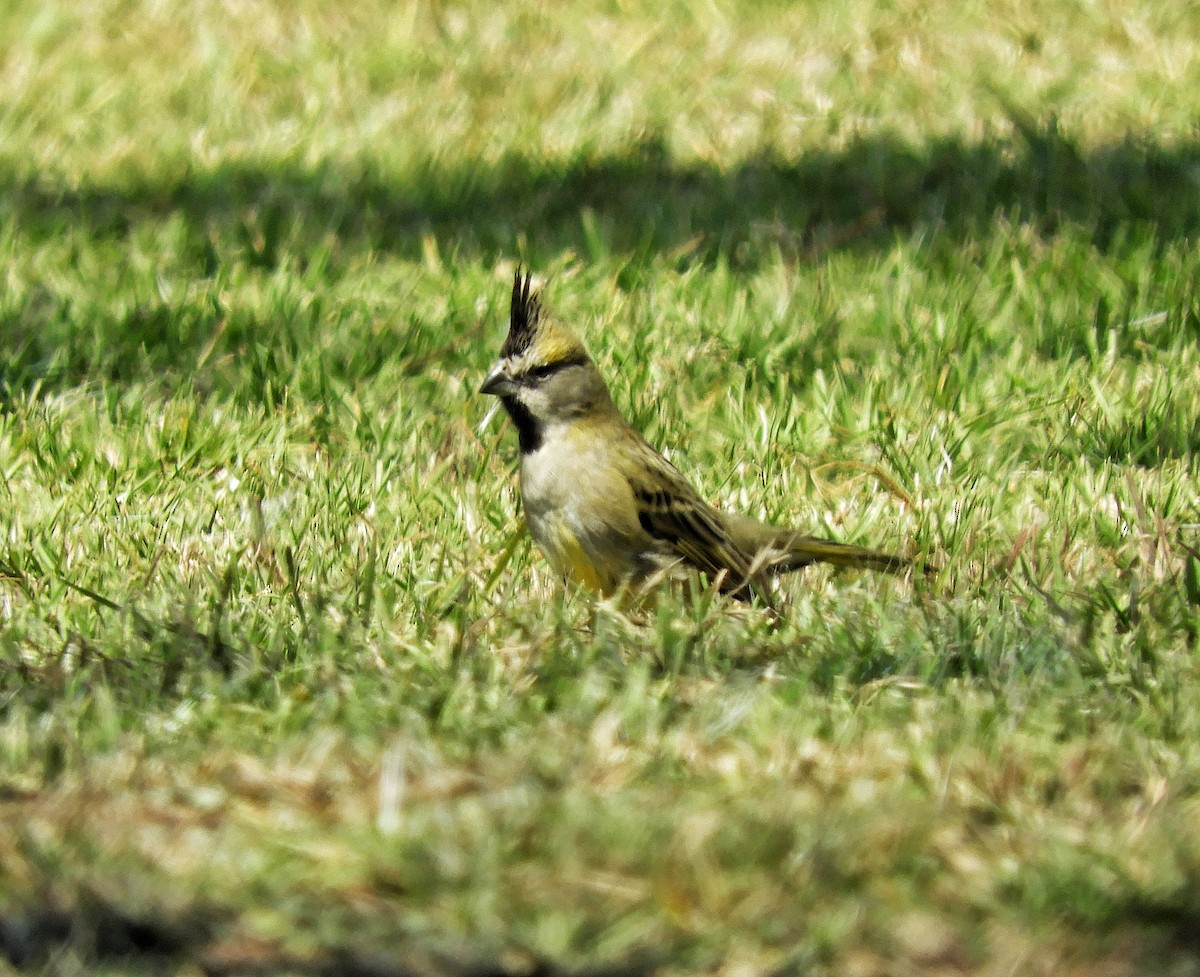 Yellow Cardinal - Laura Nin