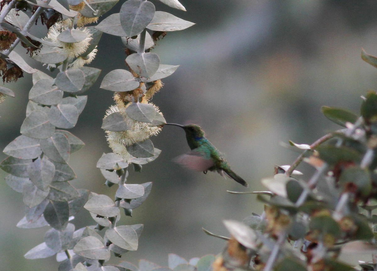 Berg-Veilchenohrkolibri (cyanotus/crissalis) - ML37980971