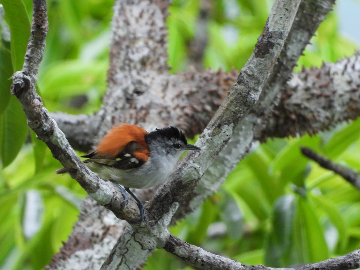 Chestnut-shouldered Antwren - ML379810171