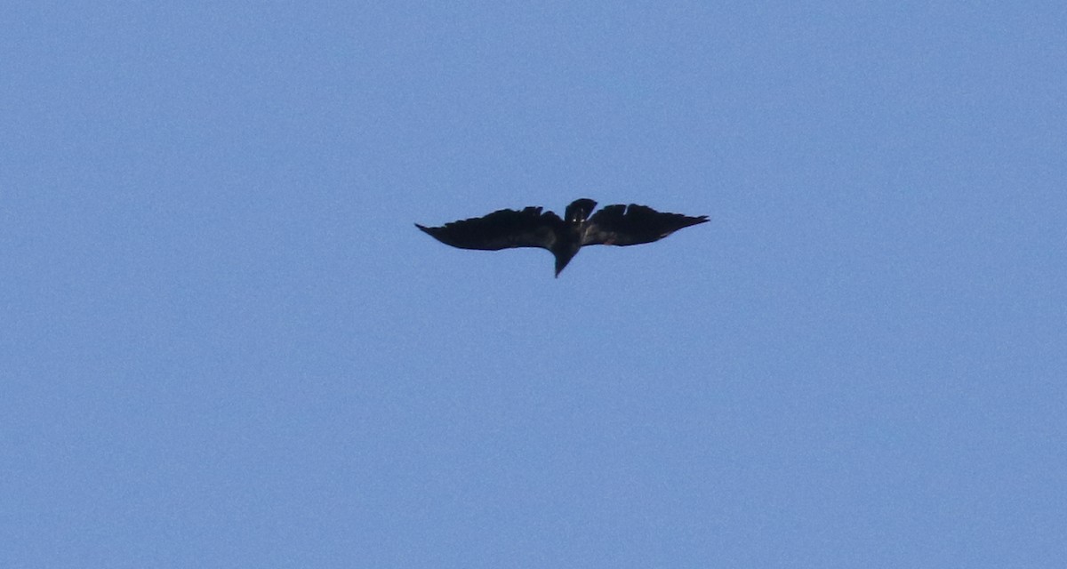 California Condor - Michael Woodruff