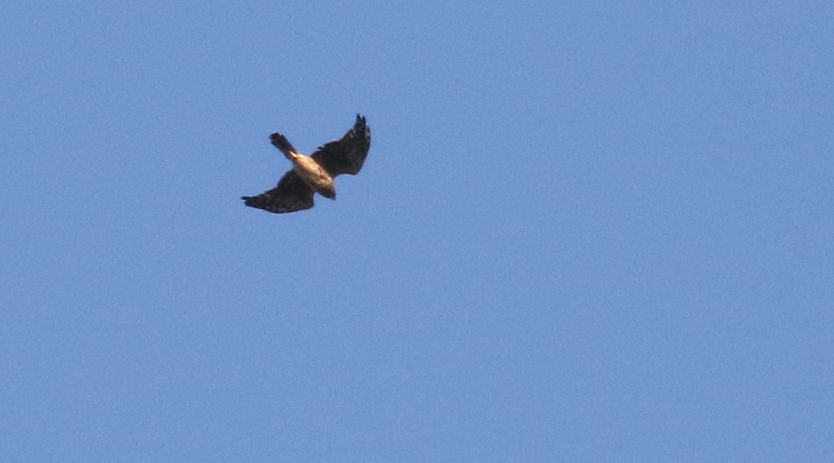 Northern Harrier - Michael Woodruff