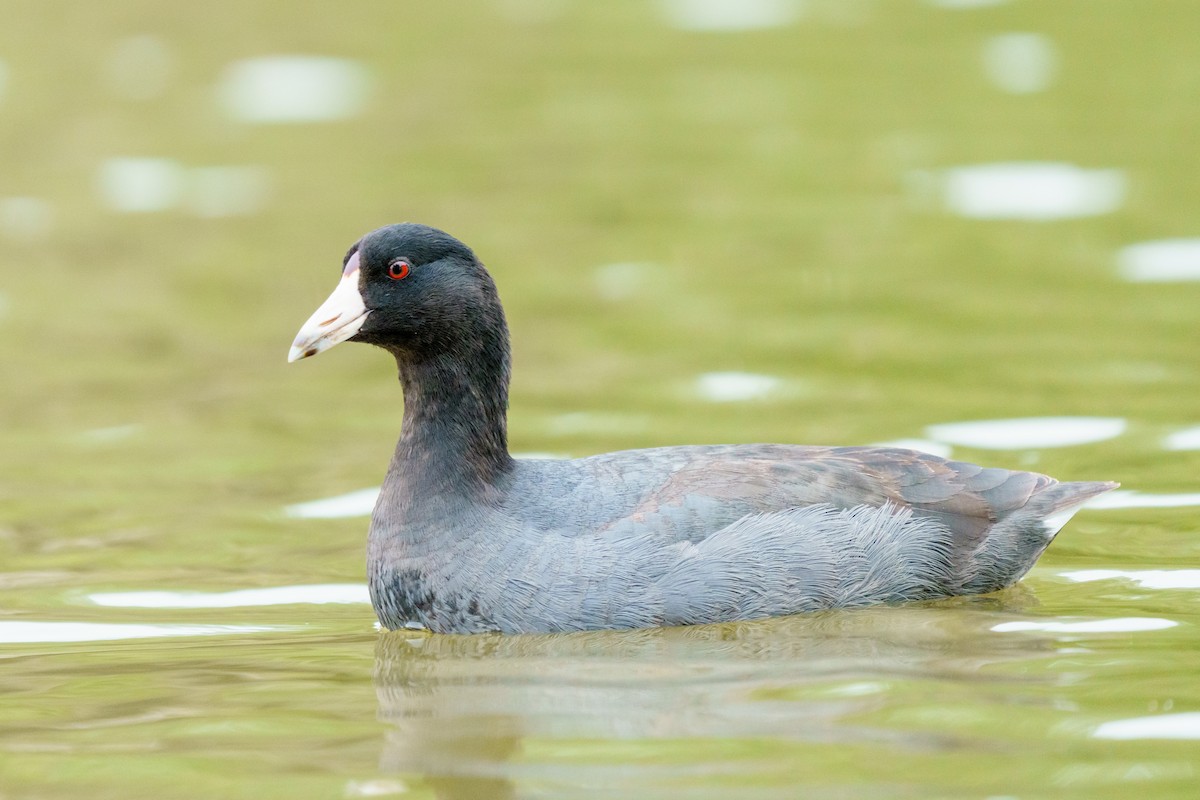 American Coot - ML379812101