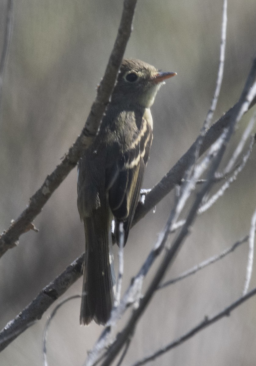 Western Flycatcher (Pacific-slope) - ML379812151