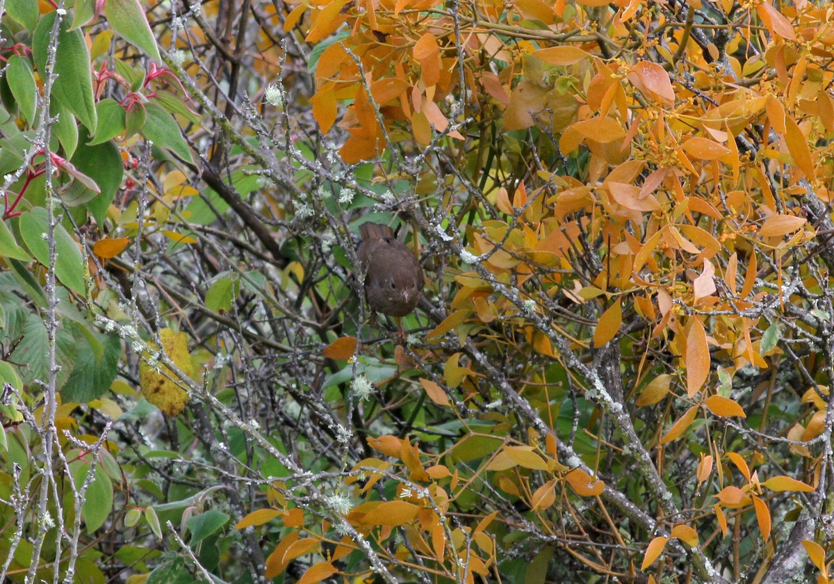 Yellow-legged Thrush - Jay McGowan