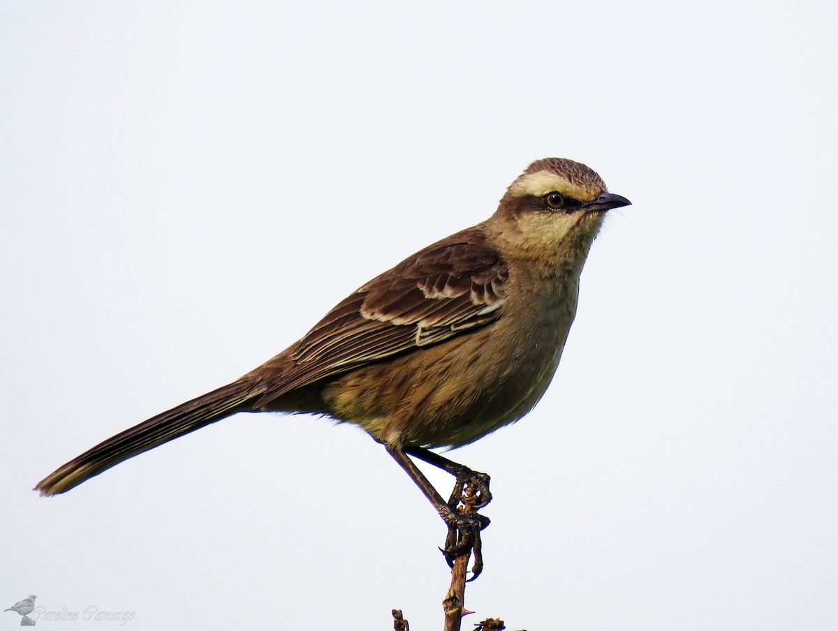 Chalk-browed Mockingbird - ML379812831