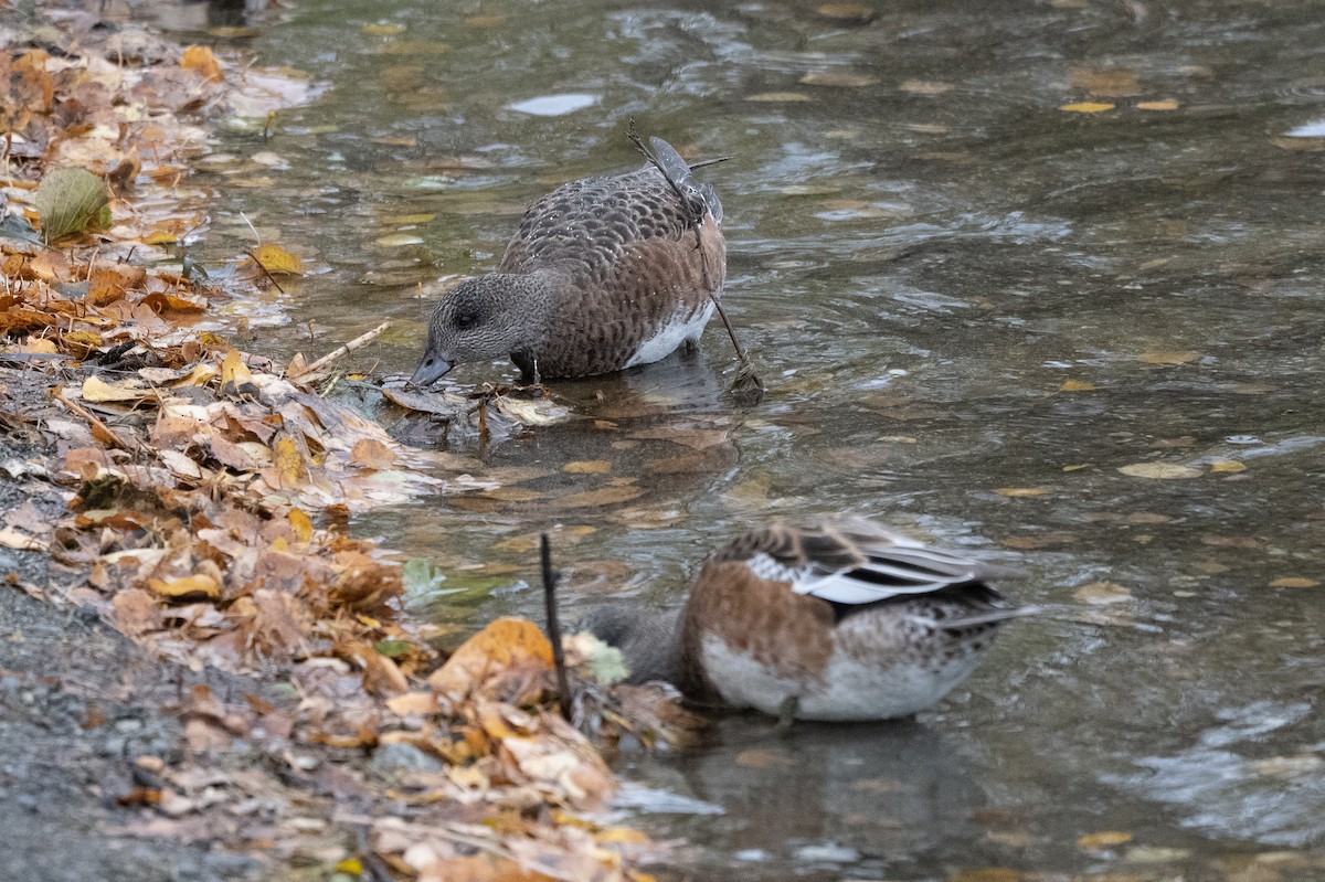 American Wigeon - Stephen Davies