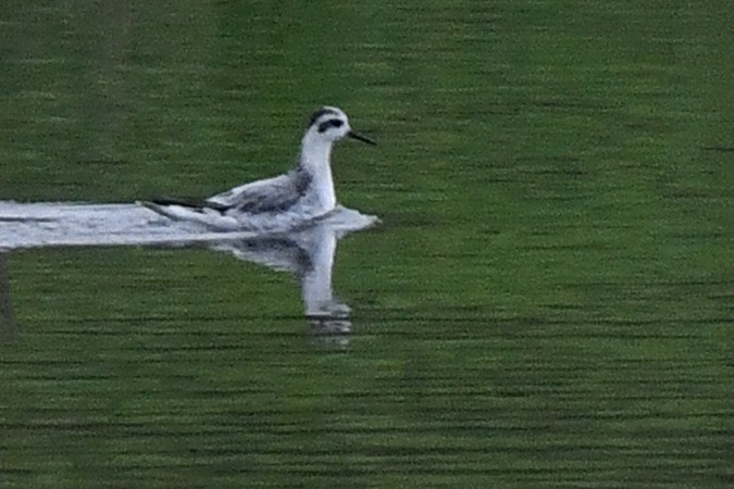 Red Phalarope - ML379815431