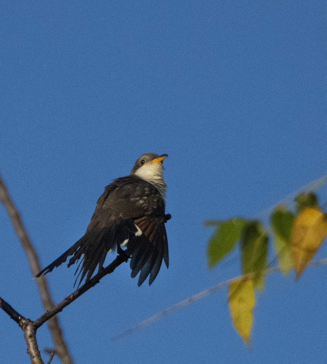 Yellow-billed Cuckoo - ML379815771