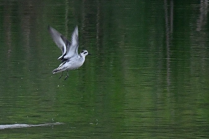 Red Phalarope - ML379816461