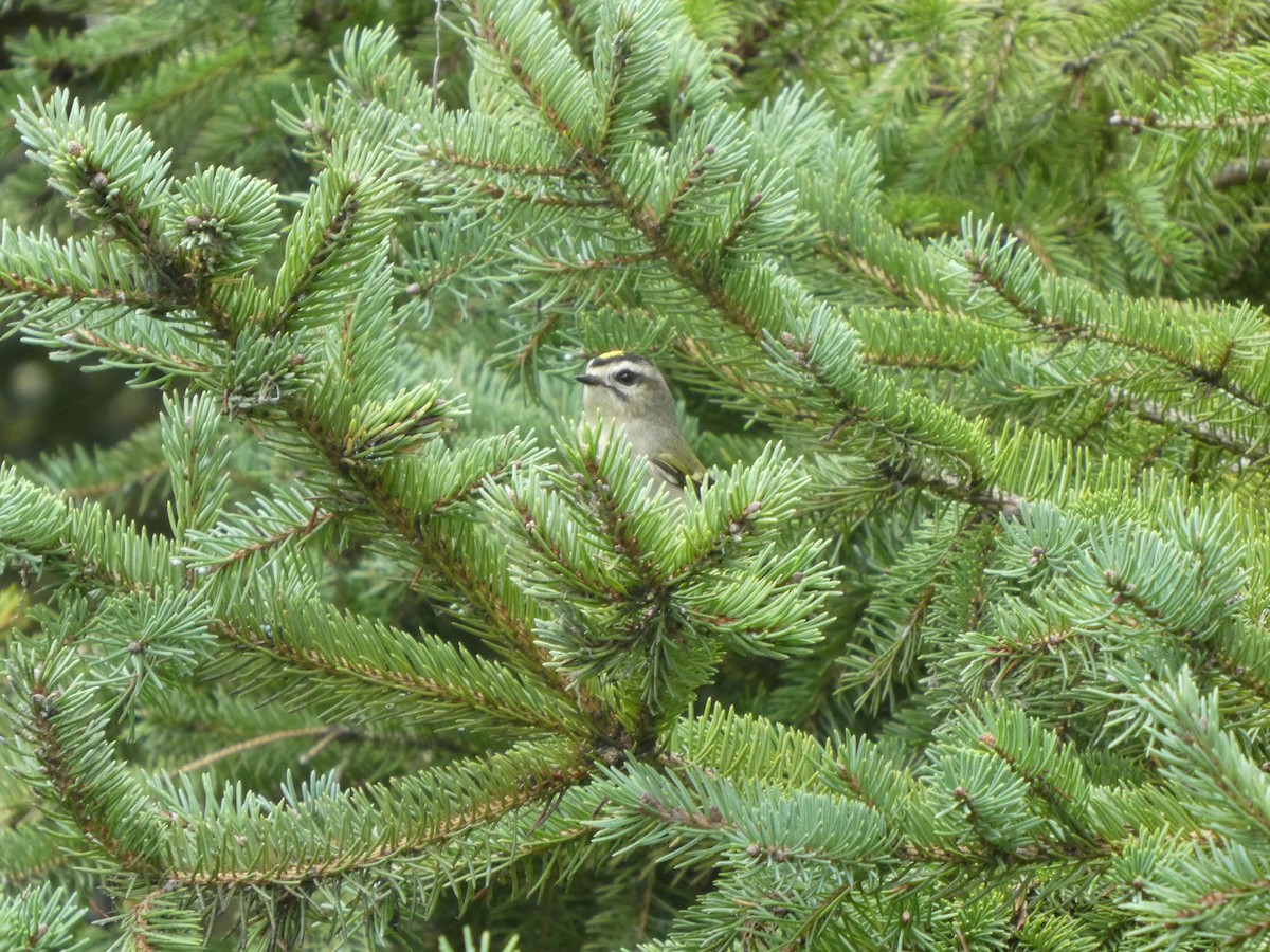 Golden-crowned Kinglet - Sharon O'Grady