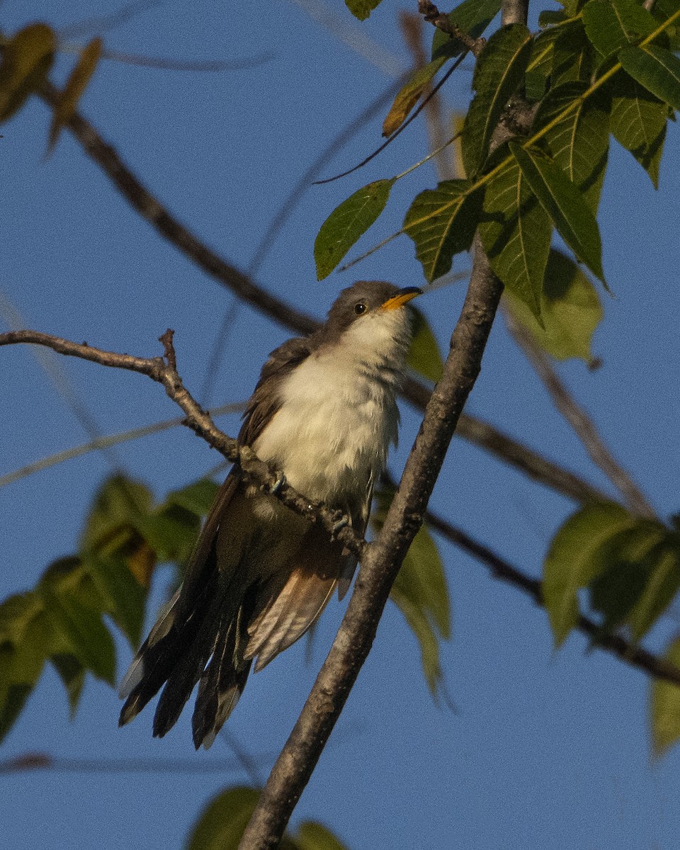 Yellow-billed Cuckoo - ML379818171