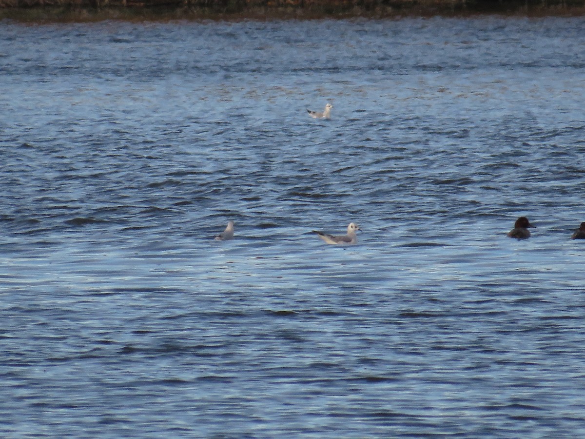 Bonaparte's Gull - ML379819711