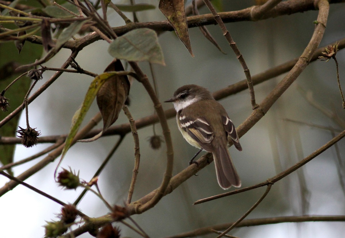 White-throated Tyrannulet - Jay McGowan