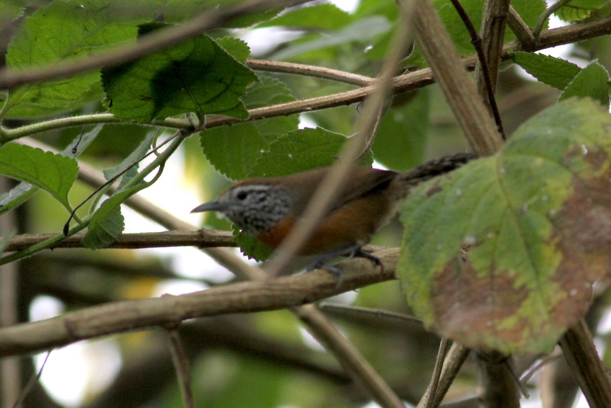 Rufous-breasted Wren - ML37982321