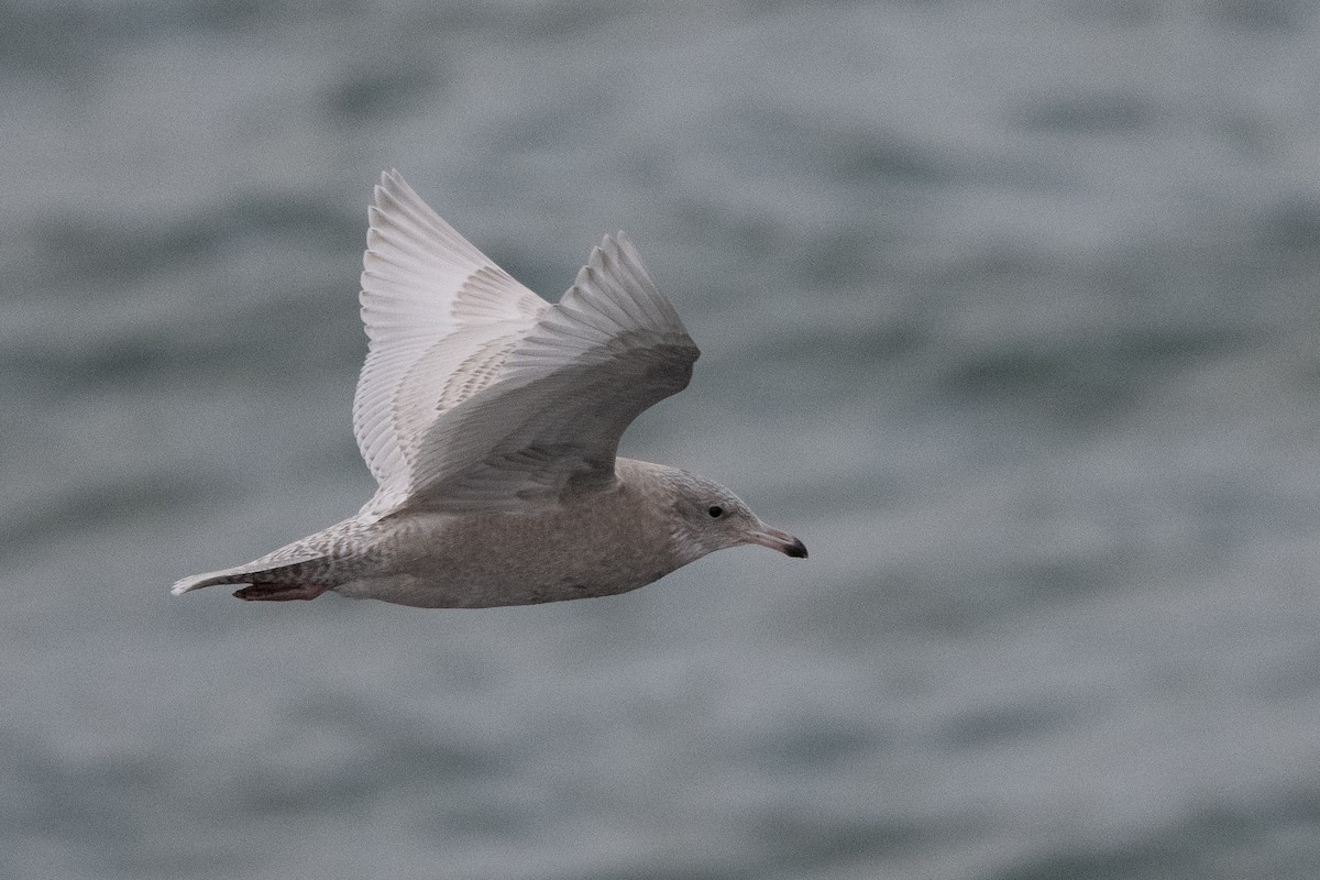 Glaucous Gull - ML379823381