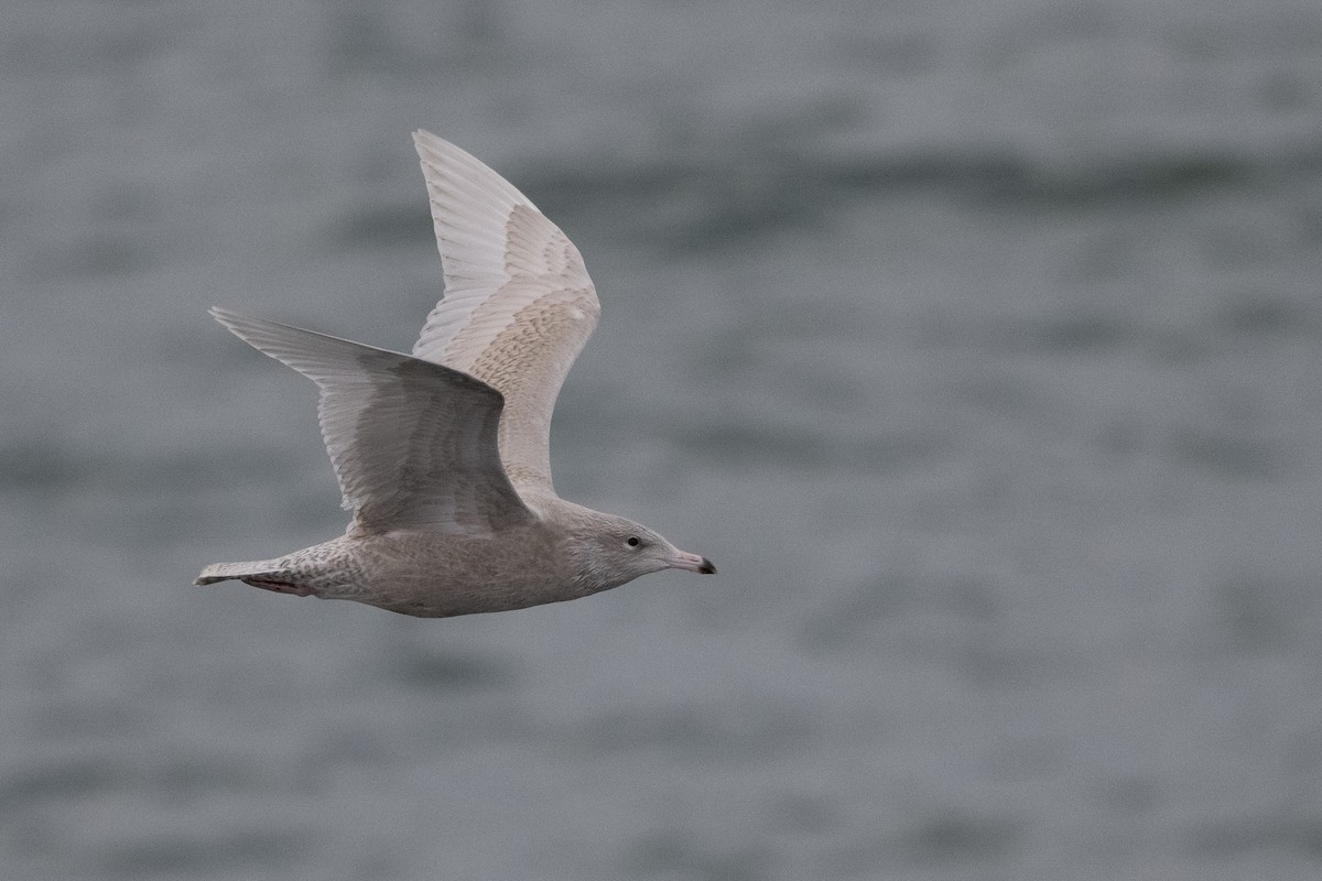 Glaucous Gull - ML379823401