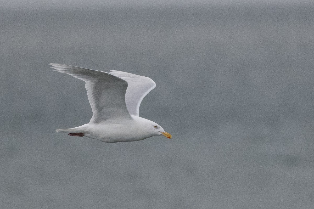 Glaucous Gull - ML379823441