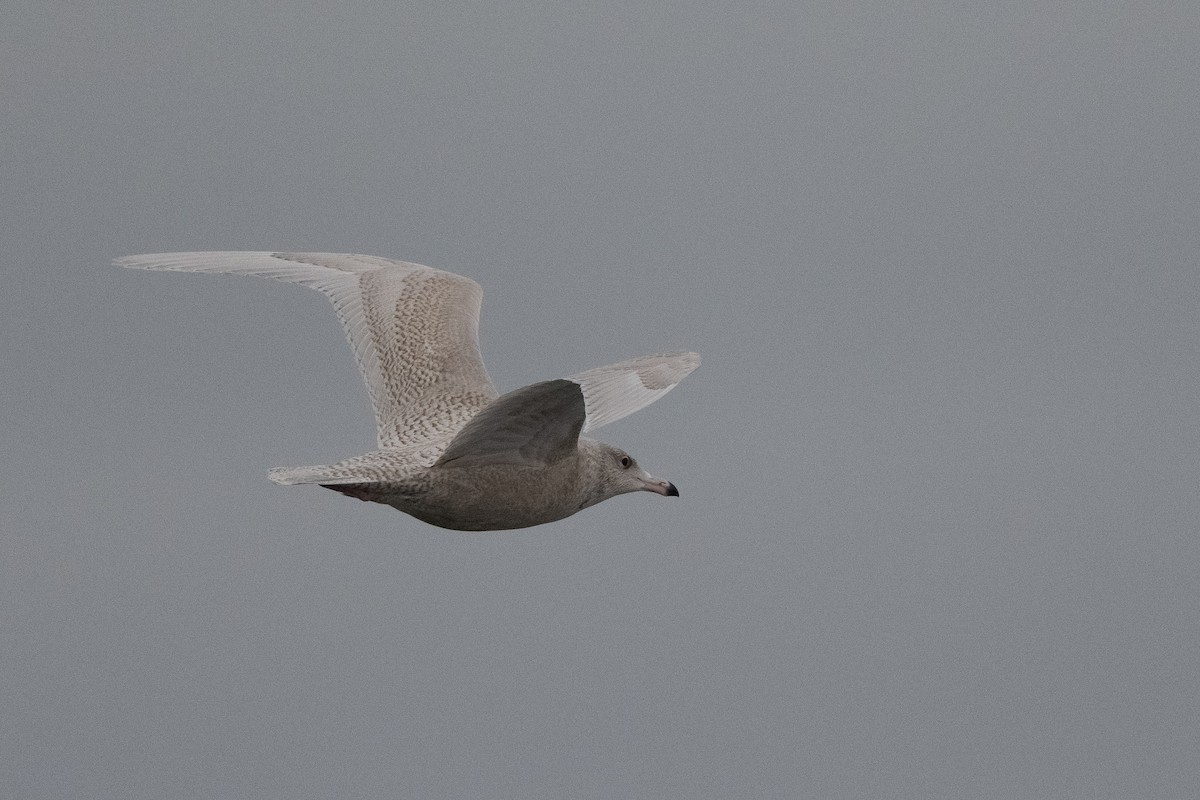 Glaucous Gull - Stephen Davies