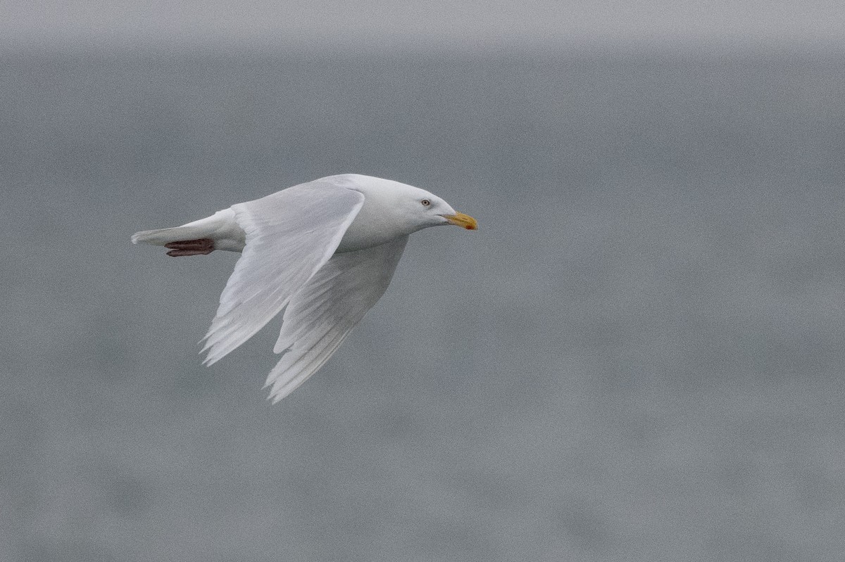 Glaucous Gull - ML379823461