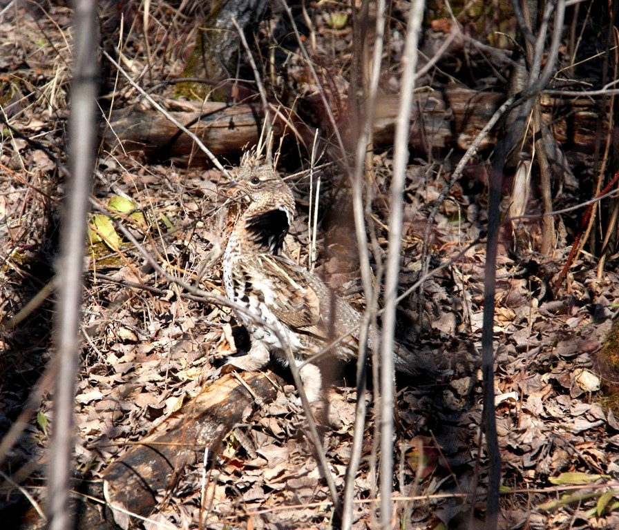 Ruffed Grouse - Andrew whitham