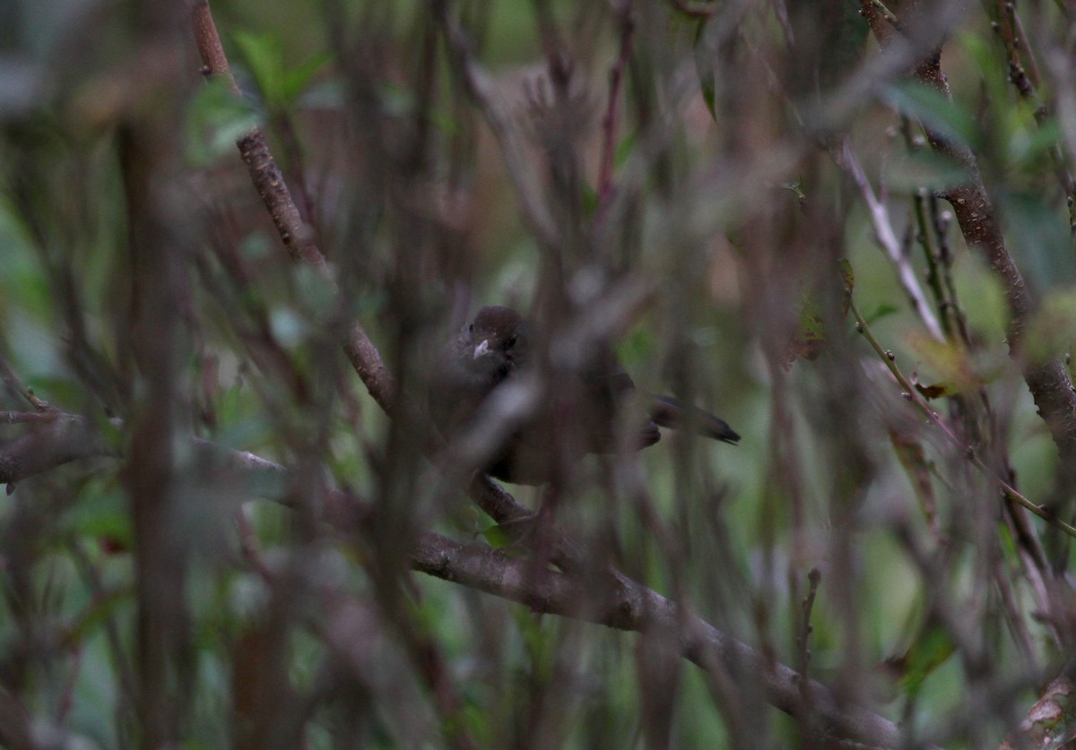 Yellow-legged Thrush - ML37982411