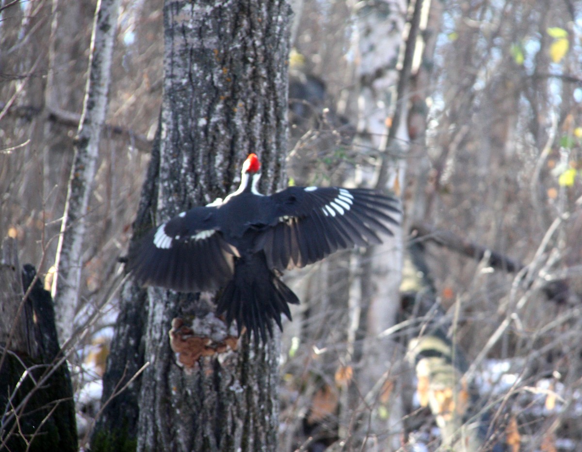 Pileated Woodpecker - Andrew whitham