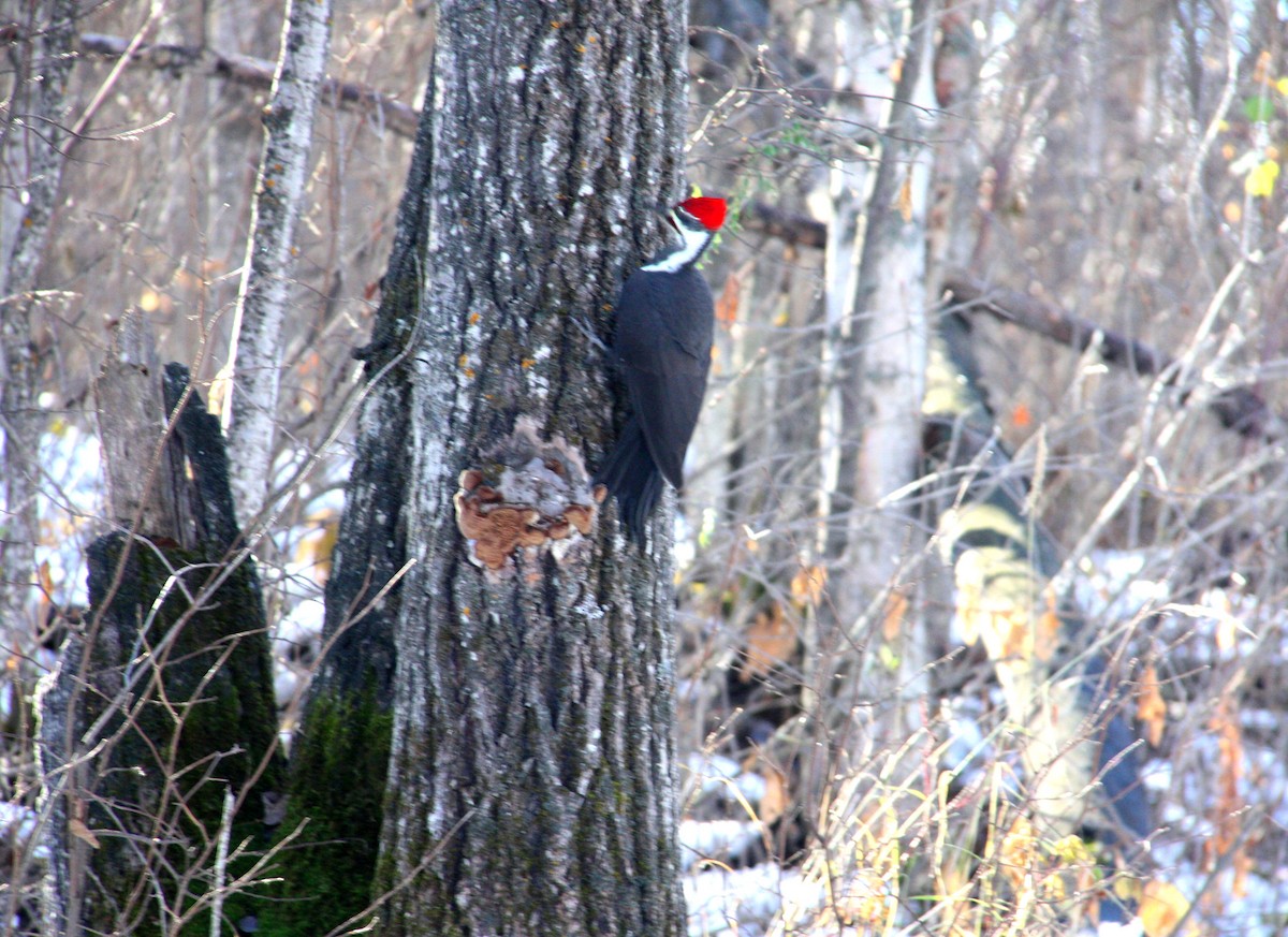 Pileated Woodpecker - ML37982491