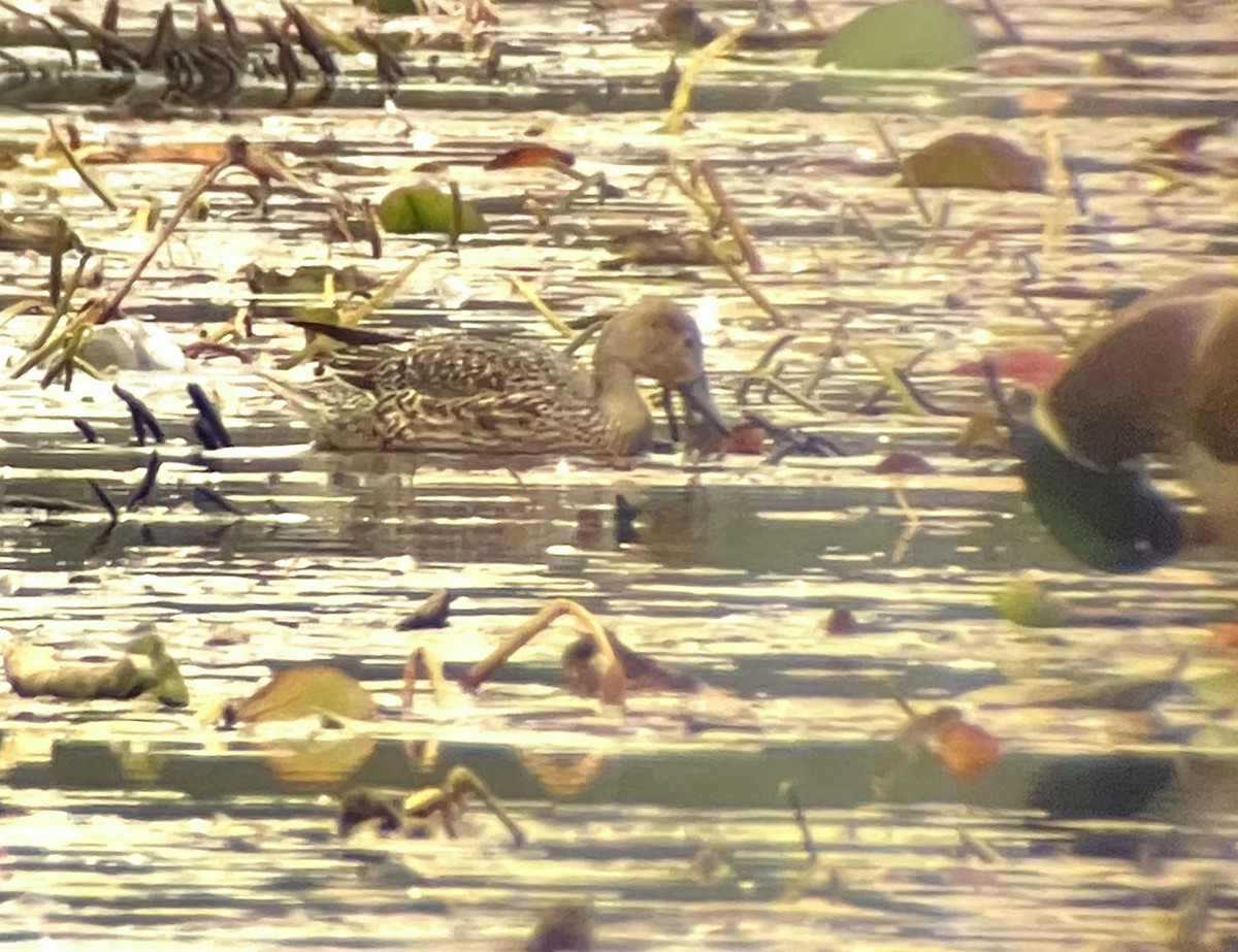 Northern Pintail - ML379825221