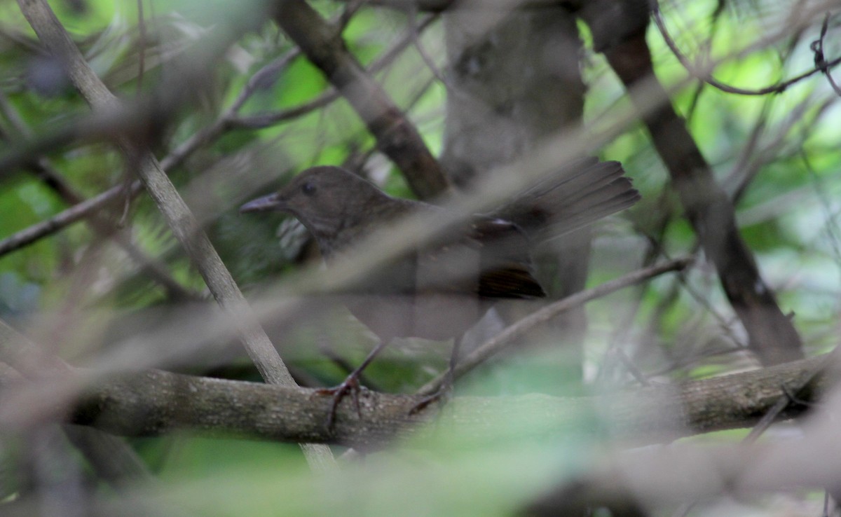 tanımsız Turdus sp. - ML37982571