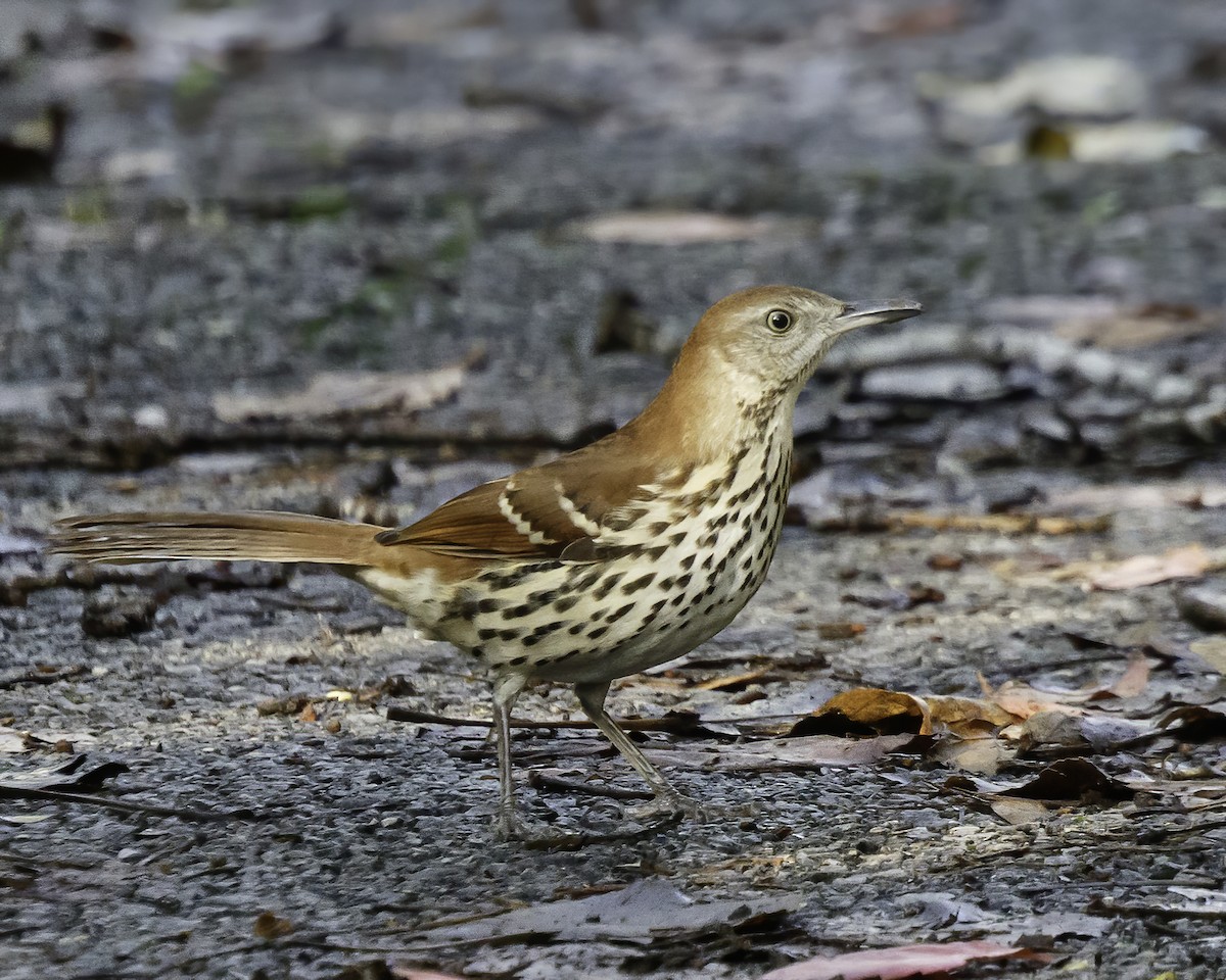 Brown Thrasher - ML379825871