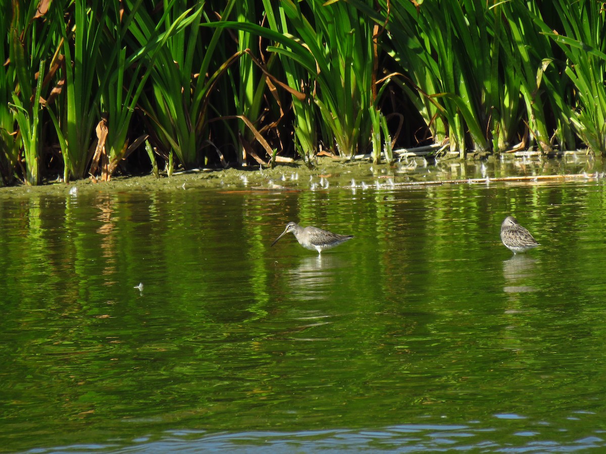 Long-billed Dowitcher - ML379826151