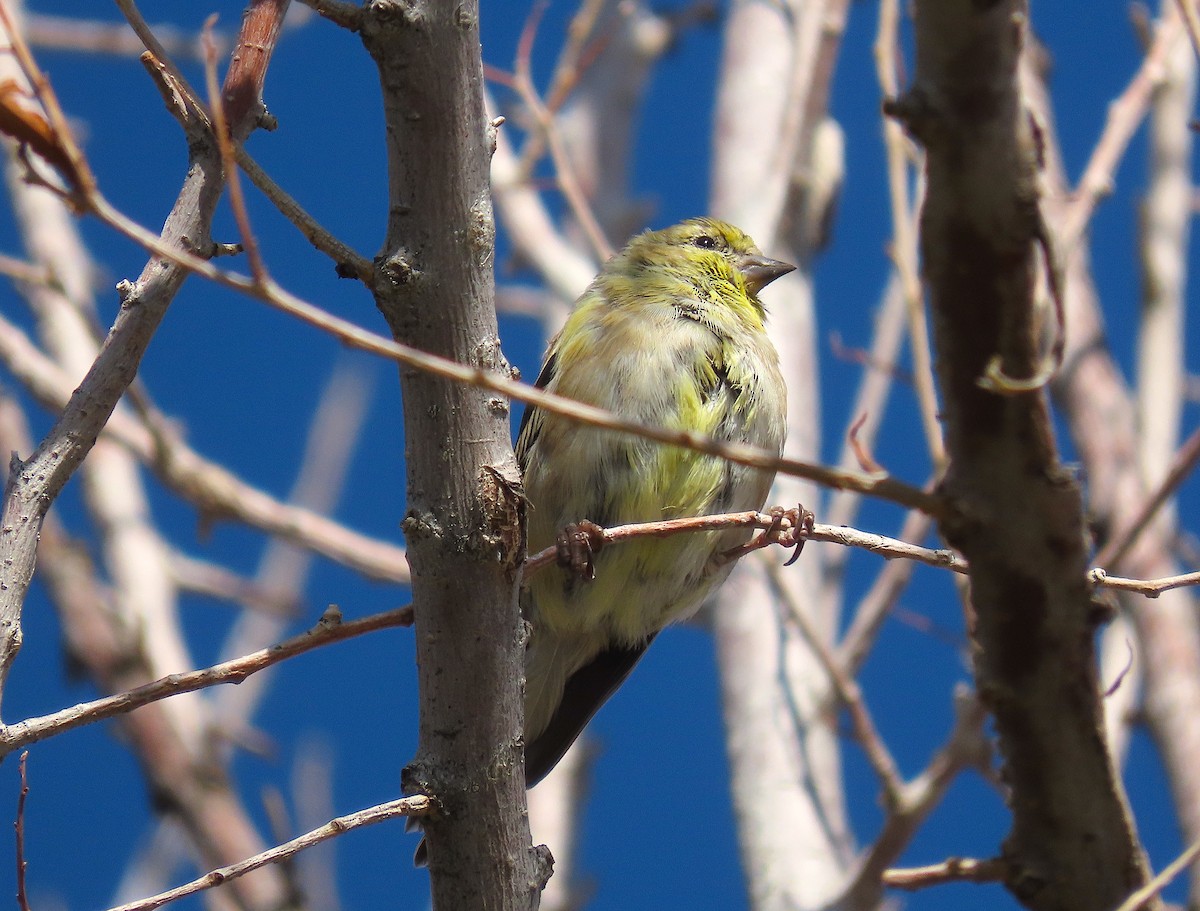 American Goldfinch - ML379826651