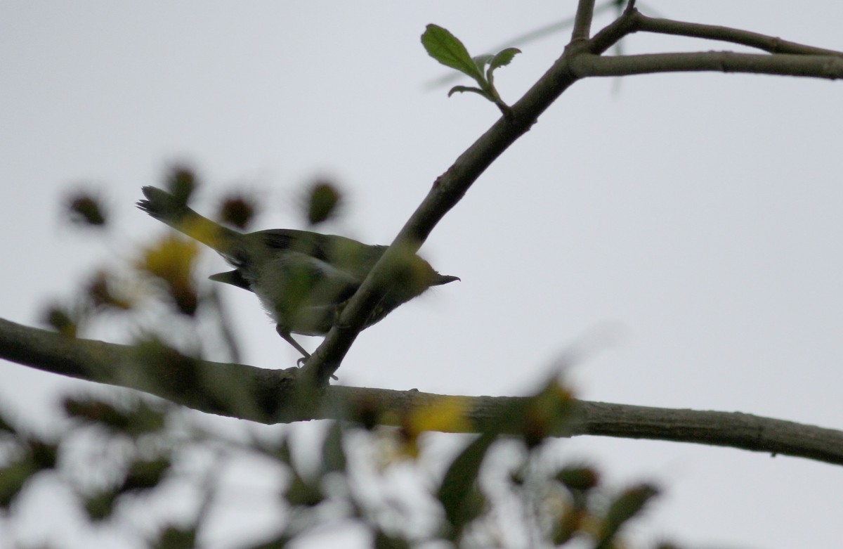 White-sided Flowerpiercer - ML37982731