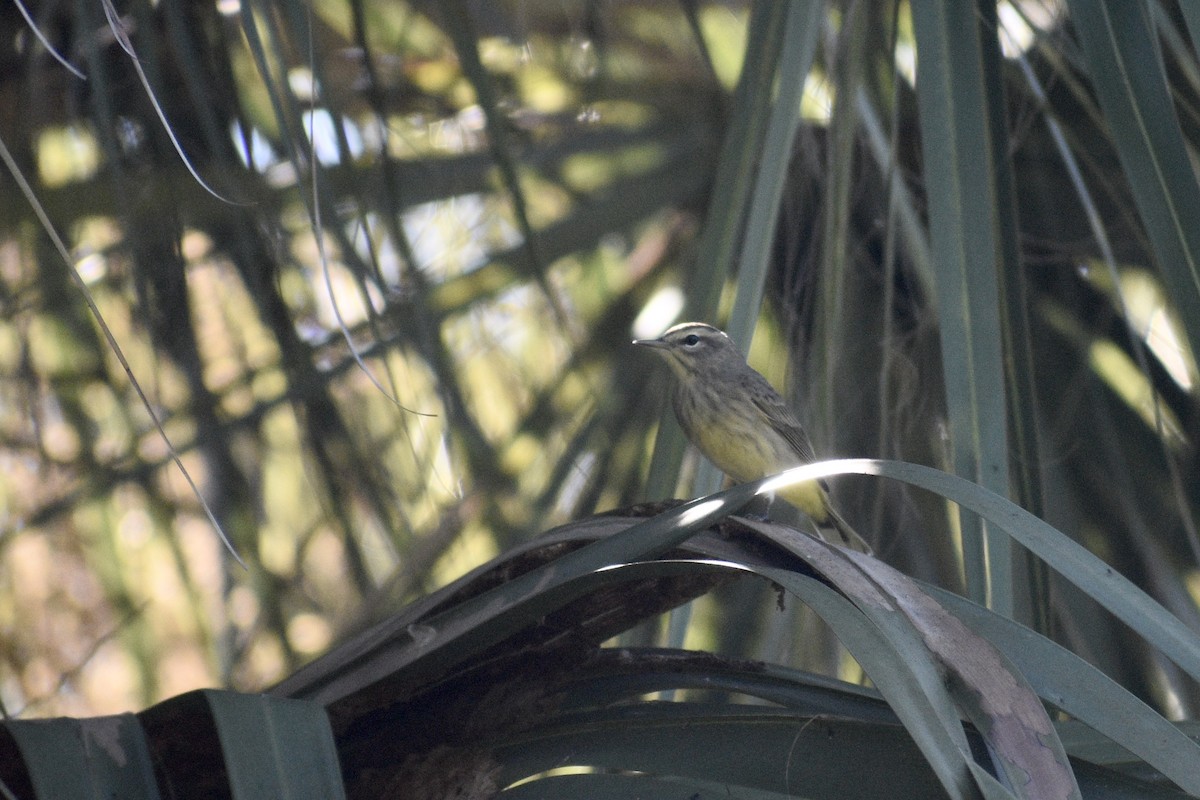 Palm Warbler - ML379827381