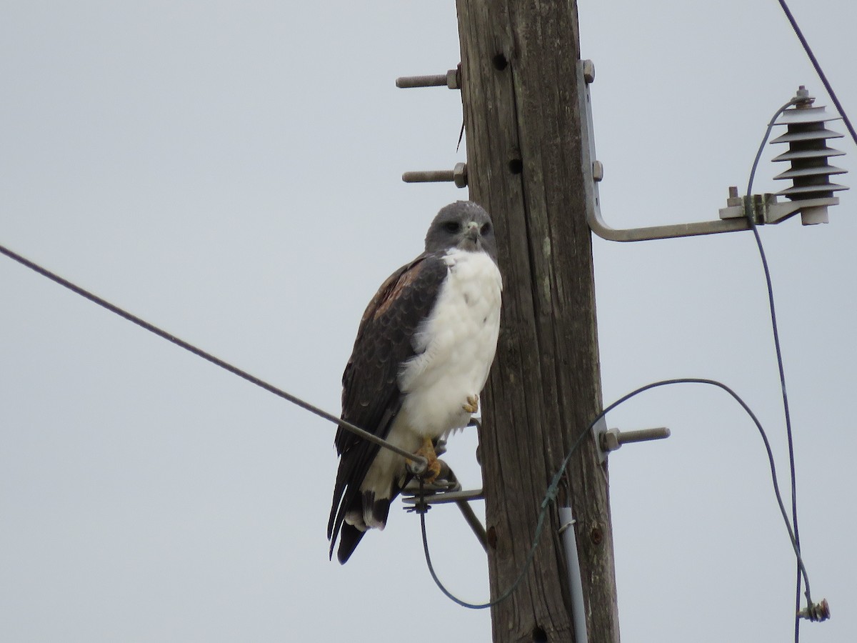 White-tailed Hawk - ML379827501