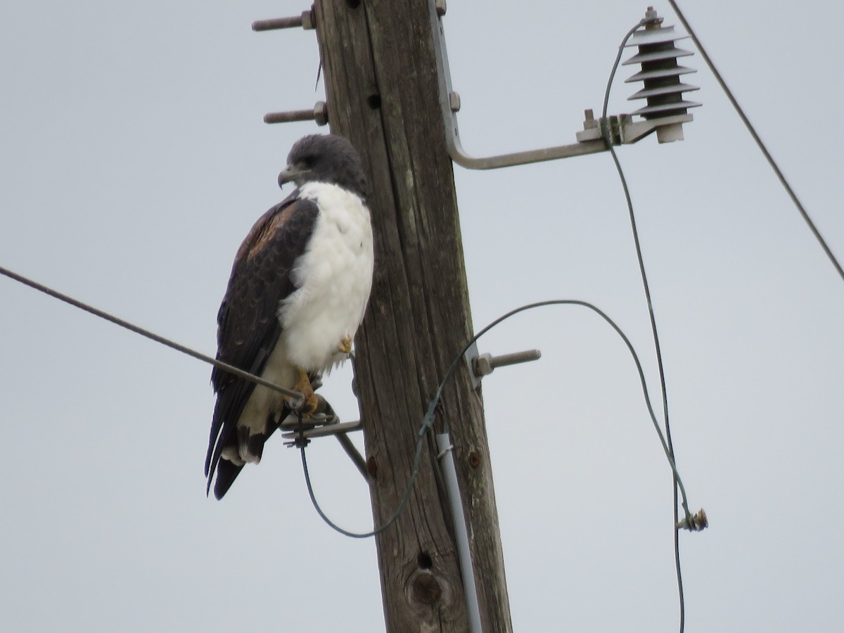 White-tailed Hawk - ML379827511
