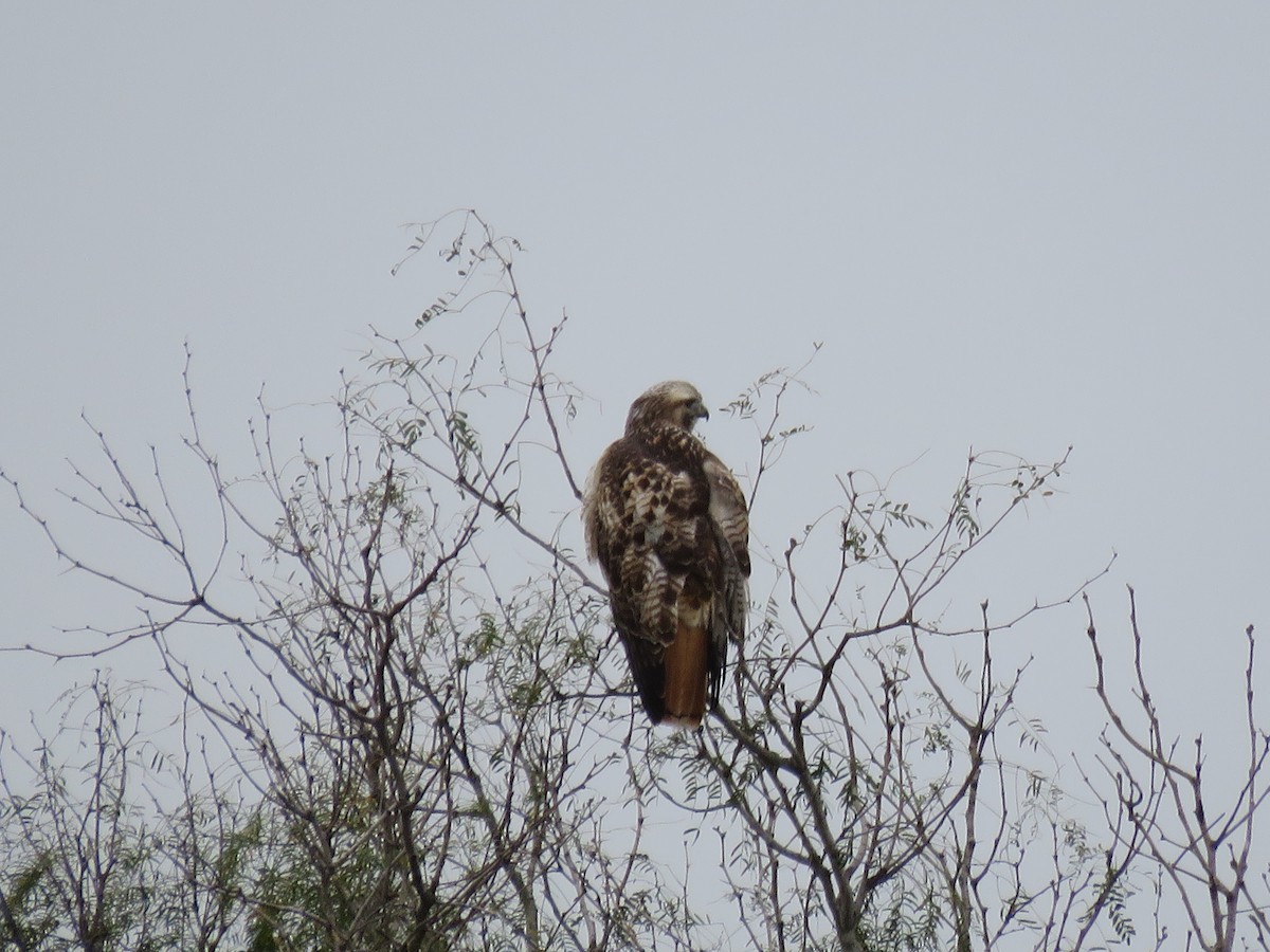 Red-tailed Hawk - ML379827581
