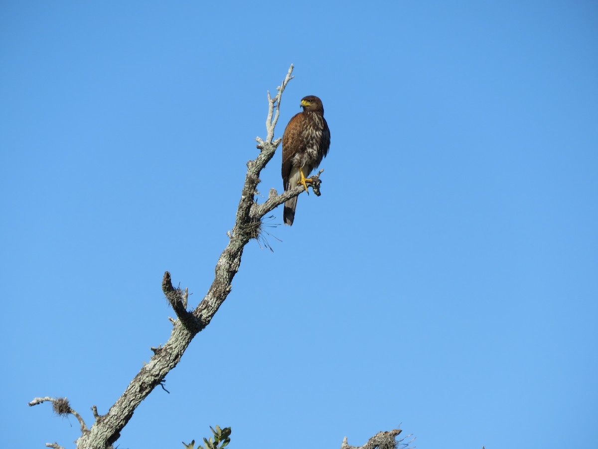 Harris's Hawk - ML379827701