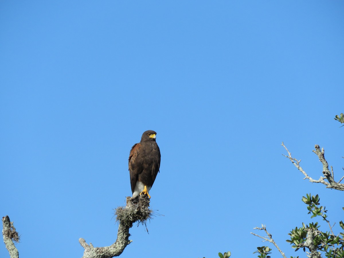 Harris's Hawk - ML379827711