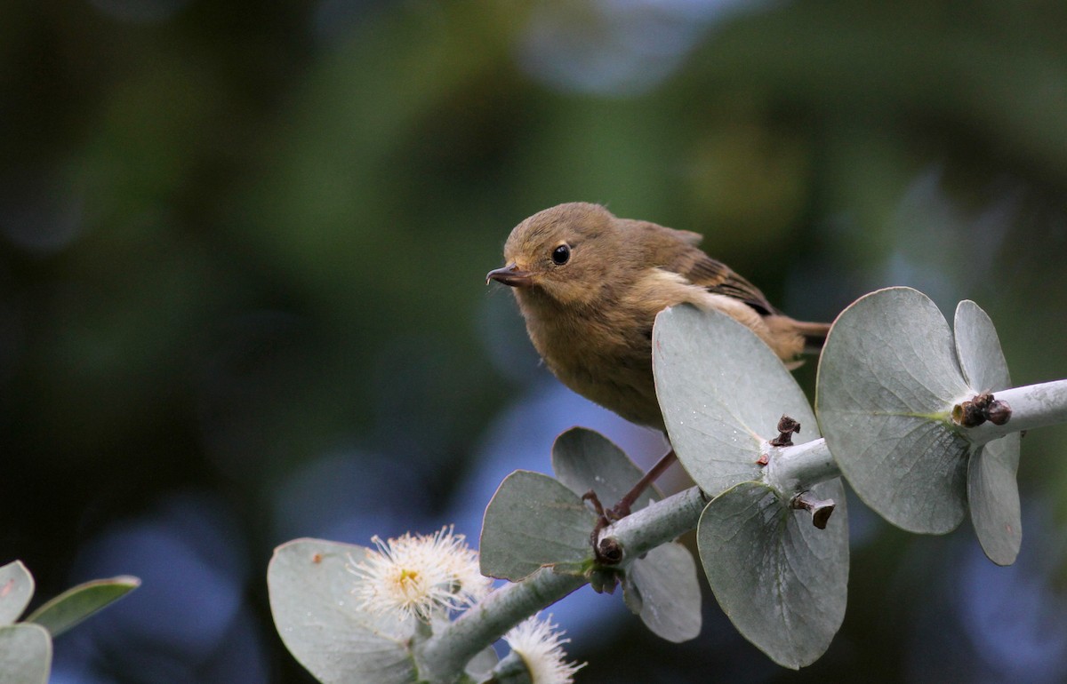 Pinchaflor Flanquiblanco - ML37982831