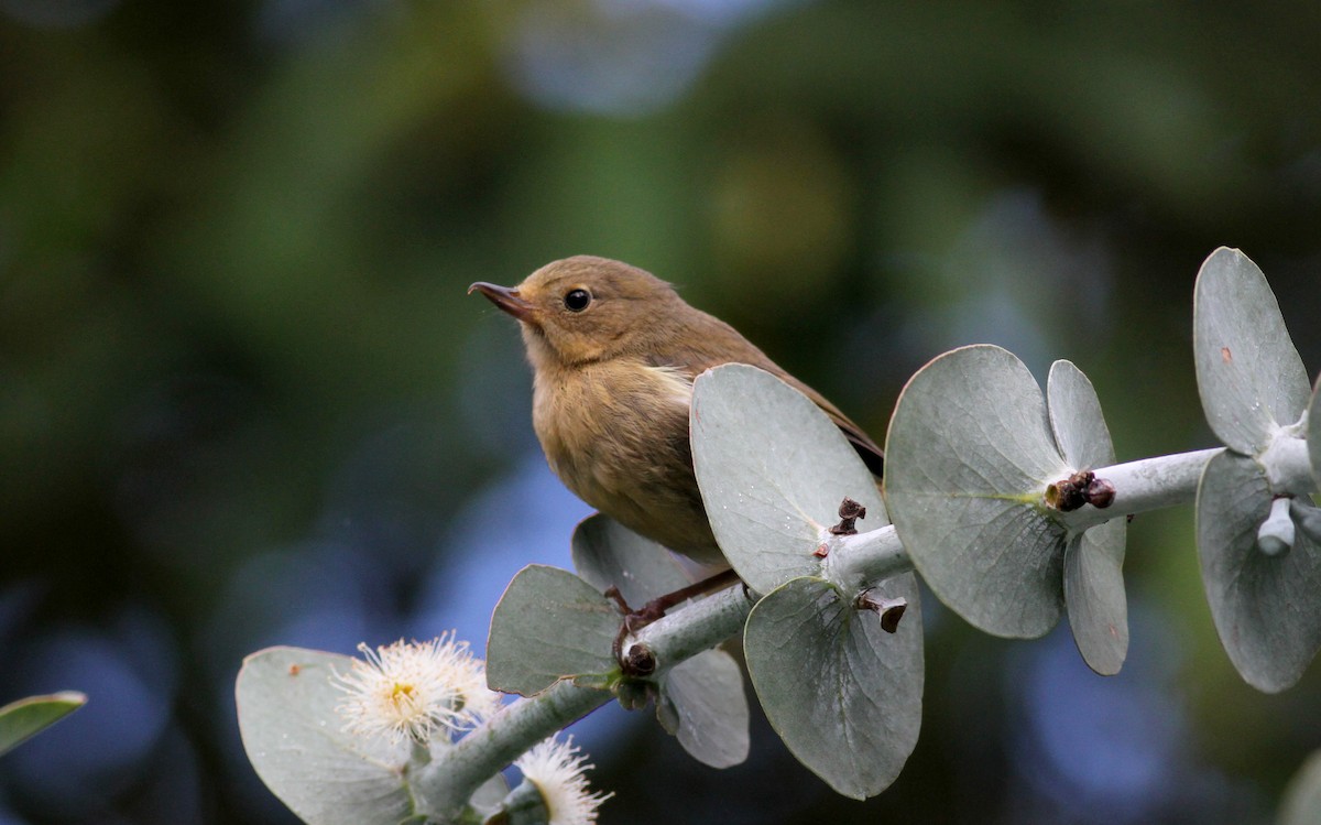 White-sided Flowerpiercer - ML37982851