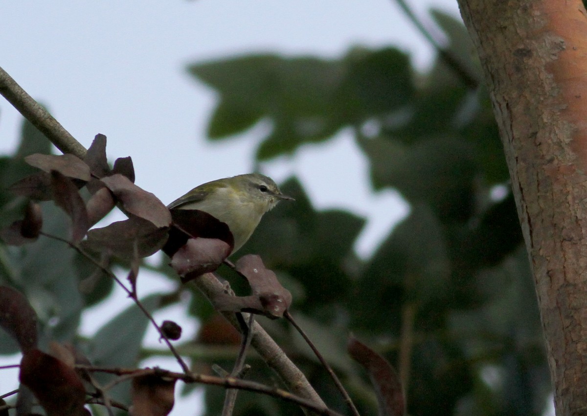 Tennessee Warbler - ML37982871