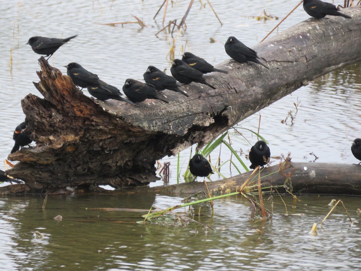 Red-winged Blackbird - ML379828901