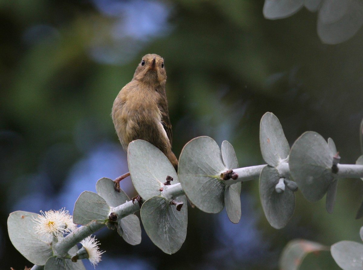 Pinchaflor Flanquiblanco - ML37982901