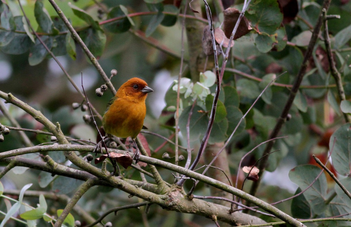 Ochre-breasted Brushfinch - Jay McGowan