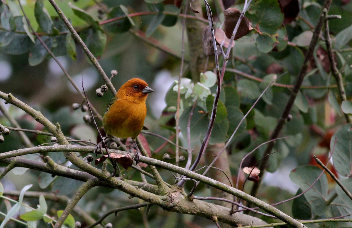 Ochre-breasted Brushfinch - ML37983011