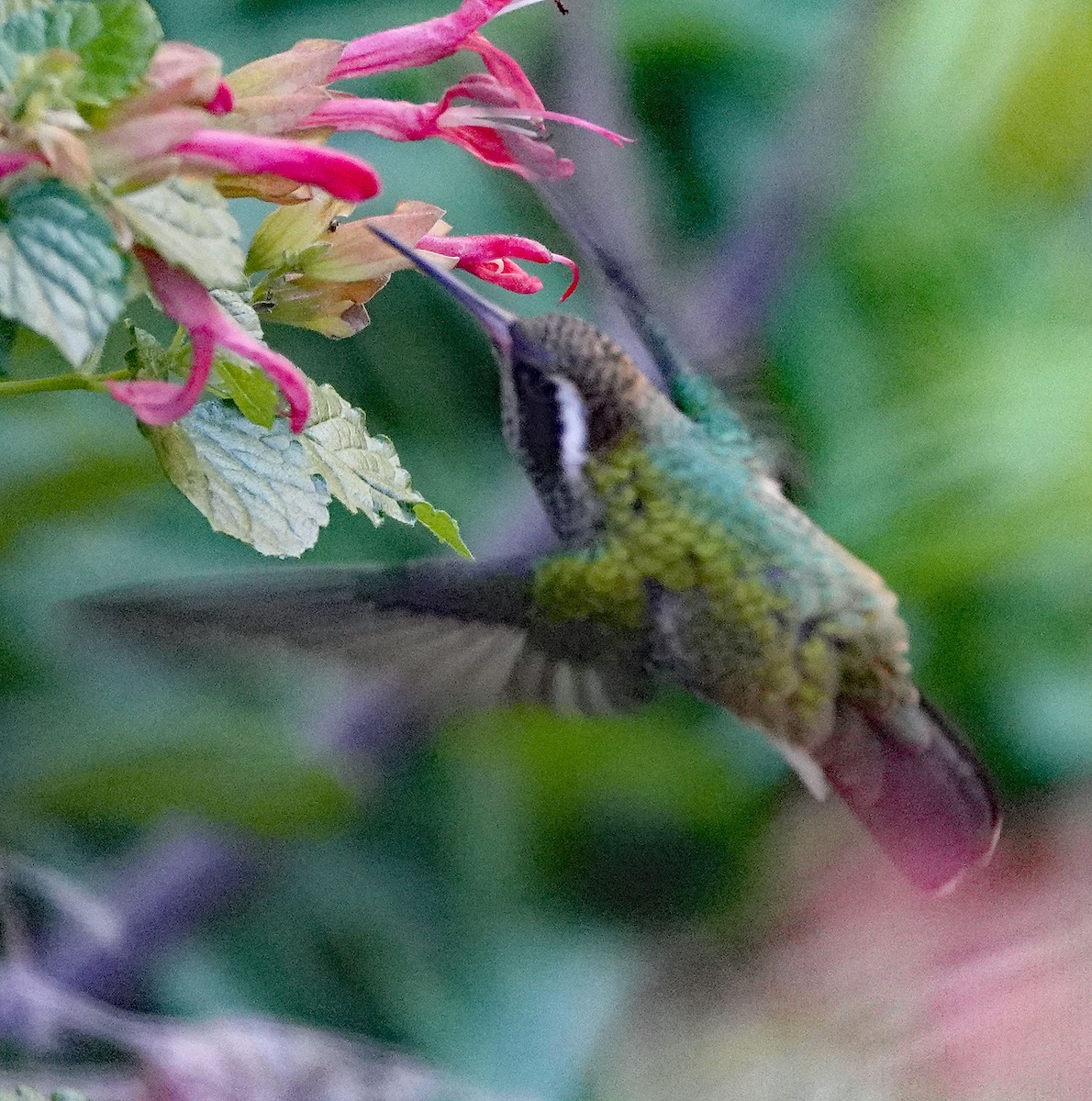 White-eared Hummingbird - ML379830361