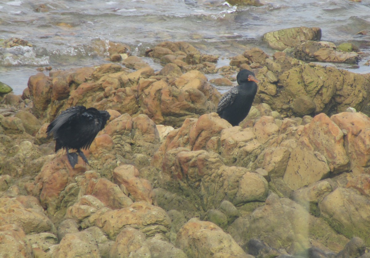 Cormorán Africano - ML379831211